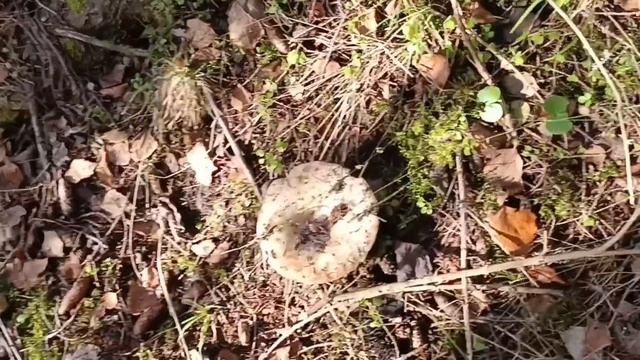 А мы в лес за грибами, на каракате. смотреть онлайн