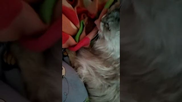 Кошка топчит одеяло,держит в зубах,мнёт его смотреть онлайн