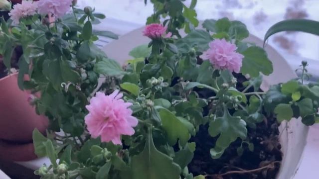 Вышивально-рукодельная неделя! С 16- января. смотреть онлайн