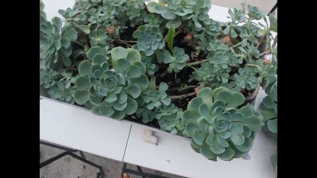 Echeveria Blue Rose Cuttings & Propagation смотреть онлайн