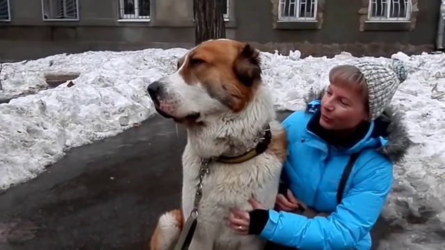 ОГО, какой БОЛЬШОЙ! АЛАБАЙ- ГИГАНТ.Very big male Central Asia Shepherd. Одесса. смотреть онлайн