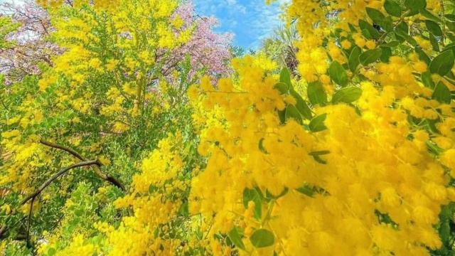 Цветы любви для любимой #цветы #любовь #love #flowers