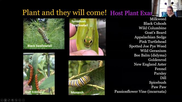 Reems Creek Nursery - Plant a Pollinator Garden with Ruth Gonzalez #pollinatorgarden #pollinators смотреть онлайн