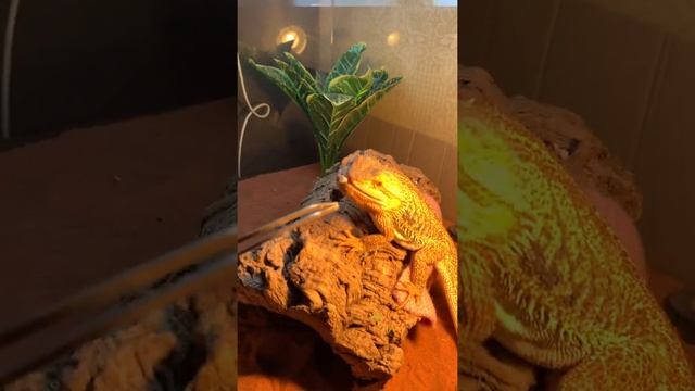 Бородатая агама ест сверчков (Beard dragon eating) смотреть онлайн