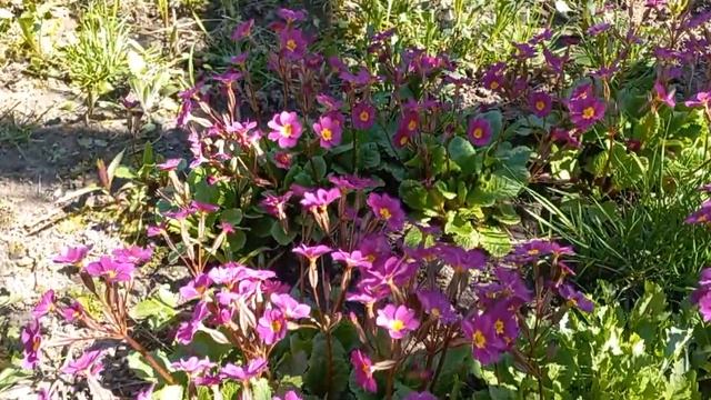 Гадючий лук и примулы в саду смотреть онлайн