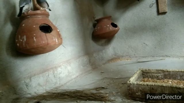 java sparrow kab eggs lay karta hai смотреть онлайн