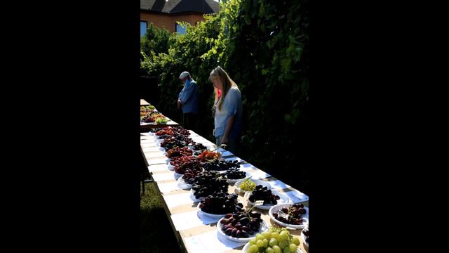 Коллаж о встрече виноградарей 12.09.2020 смотреть онлайн