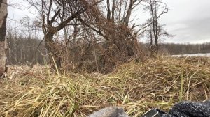 Строю шалаш для охоты на селезня