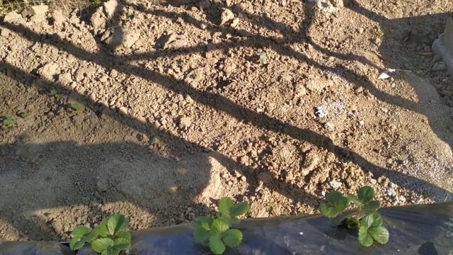 Растим клубнику. Мальга и Кабрилло. смотреть онлайн