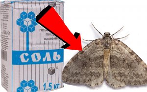 Как избавиться от моли за 3 Секунды!