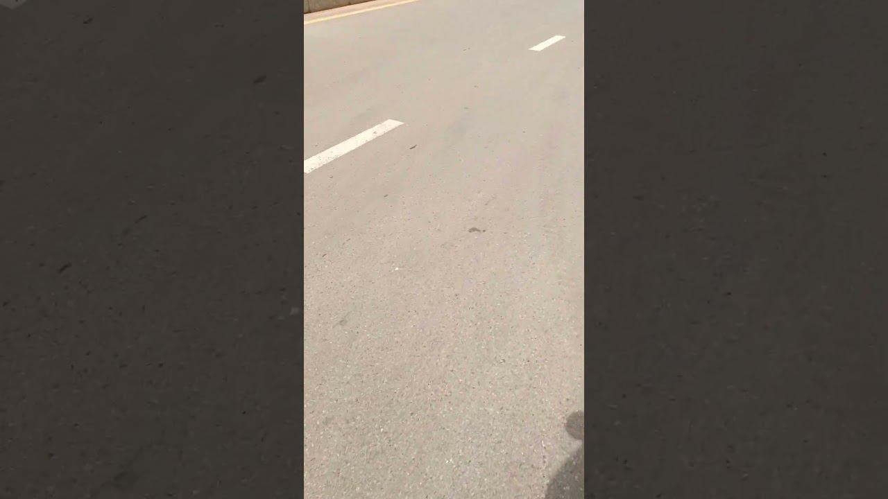 Священное животное #камбоджа смотреть онлайн