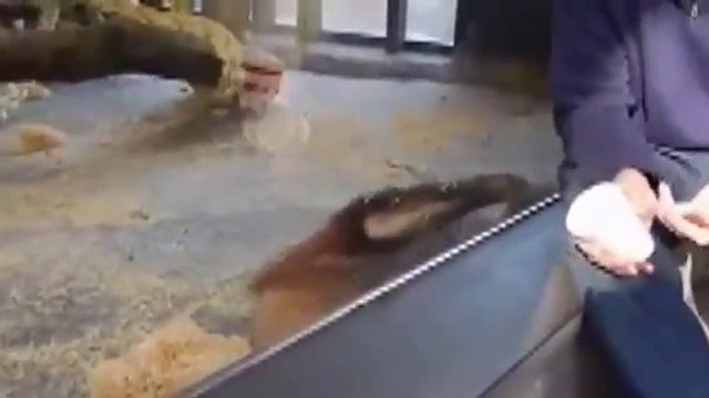 Опасные животные мира#смешное видео