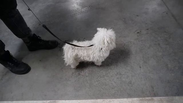 КОРОВЬЯ ГОЛОВА В РЕАЛЬНОЙ ЖИЗНИ | 24 ЧАСА В МАШИНЕ С КОТОМ И СОБАКОЙ смотреть онлайн