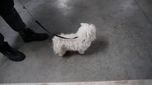 КОРОВЬЯ ГОЛОВА В РЕАЛЬНОЙ ЖИЗНИ | 24 ЧАСА В МАШИНЕ С КОТОМ И СОБАКОЙ