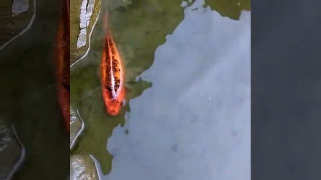 Искусственный пруд,уход за прудом. смотреть онлайн