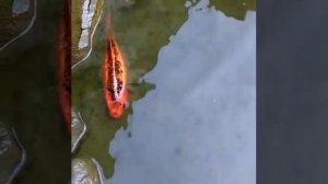 Искусственный пруд,уход за прудом.