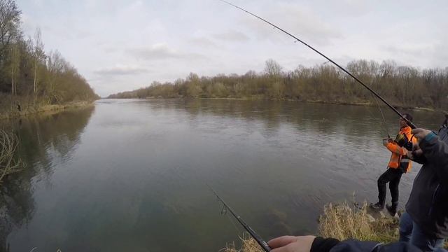 Angeln am Rhein#Altrhein# Сом на каждом забросе#sportex #Сом в январе.29.01.23 смотреть онлайн