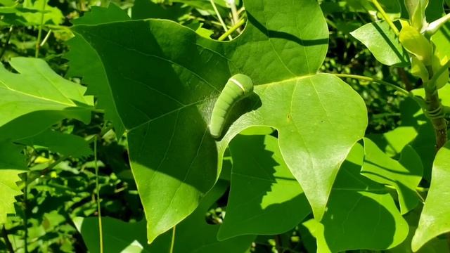 Natures Garden - Eastern Tiger Swallowtail Butterfly and #showmeyourweeds смотреть онлайн