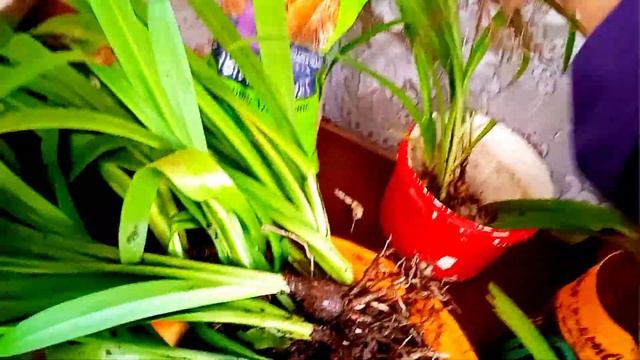 Гиппеаструмы, выкапываю, отделяю деток, ничего не обрезаю и по горшкам, что дальше... смотреть онлайн