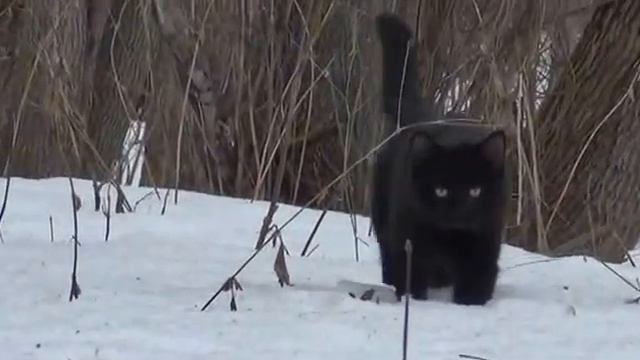 Чёрно-белое ТАНГО леса. смотреть онлайн