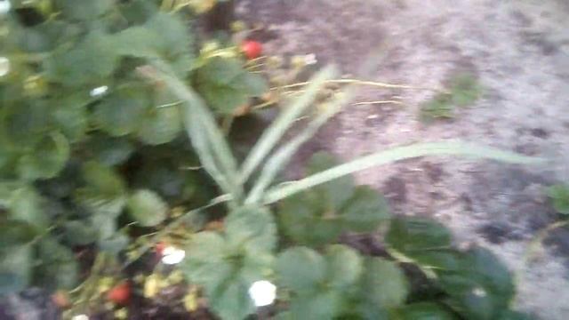 Маригет, новинка сезона. Сорт нейтрального светового дня. 3.08.19 смотреть онлайн