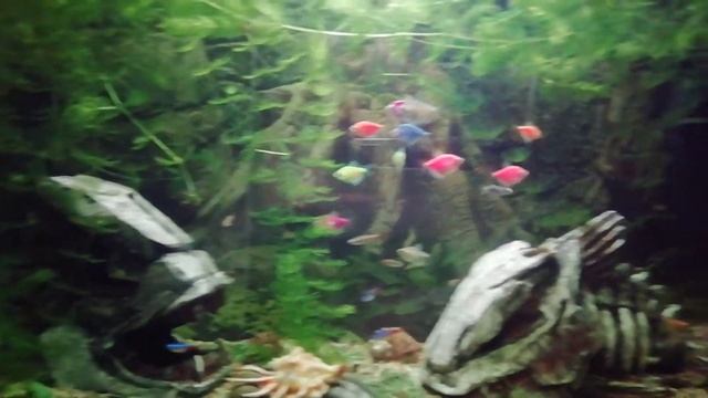 Аквариум. Макропод, неон, анциструс, таракатум, тернеция, гурами, скалярия, кардинал. Ночная жизнь. смотреть онлайн