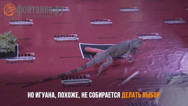 Беглов — огурчик. Электоральную игуану ткнули мордой в салат смотреть онлайн