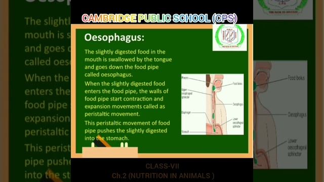 Science class-VII Chapter-2, Nutrition In Animals By- Shaheen Ma'am смотреть онлайн