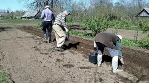 Мотоблок МТЗ-12 посадка картофеля под плуг.