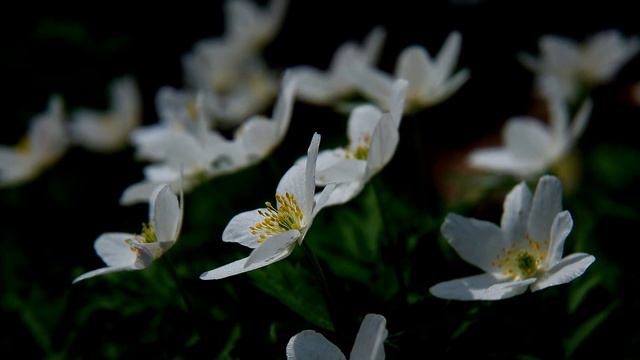 Anemone Nemorosa