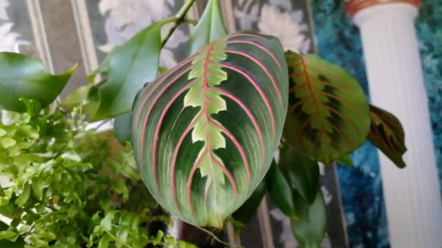 Обзор комнатных растений смотреть онлайн