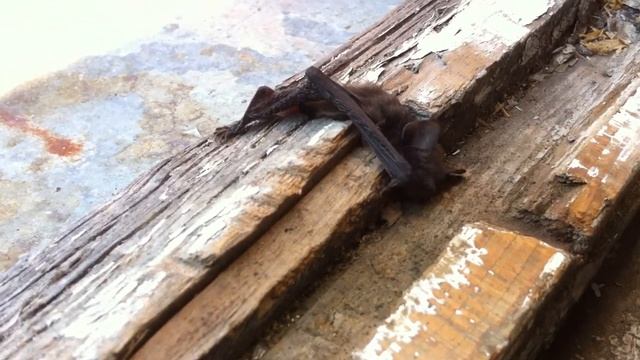 Маленькая ЛЕТУЧАЯ МЫШЬ смотреть онлайн