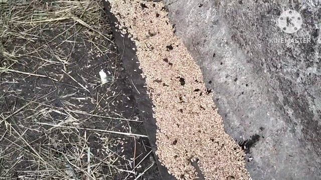 Сколько весит яйцо у юрловских кур смотреть онлайн