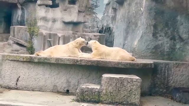 Белые медведи целуются. Зоопарк Будапешта смотреть онлайн