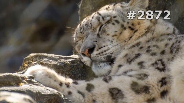#2872. Снежный барс (ирбис) (В мире животных) смотреть онлайн