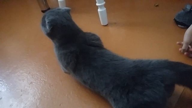Шотландская кошка хочет гулять смотреть онлайн