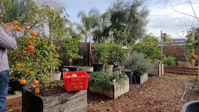 A Quiet Harvest!! Harvesting Clementine Mandarin And Oroblanco Grapefruit #citrusharvest смотреть онлайн