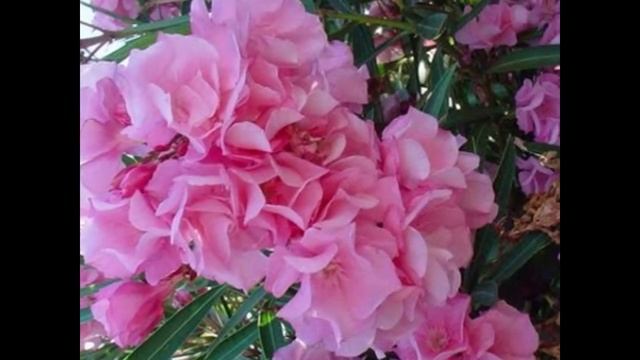 олеандр - кустарниковое растение