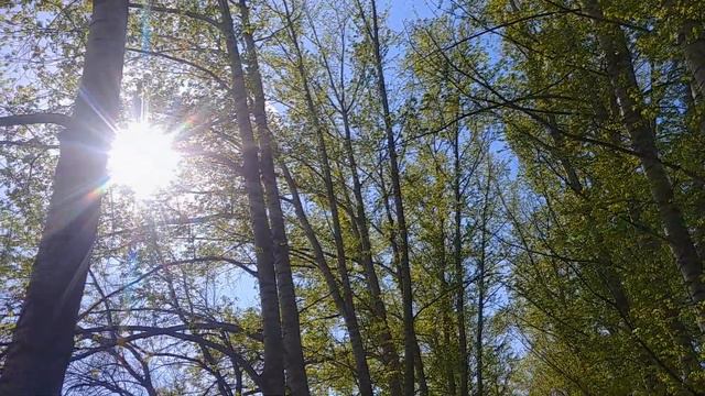 Аллея весной/Alley in the spring смотреть онлайн