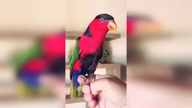 Дамский широкохвостый лори имитирует звонок. Голоса птиц смотреть онлайн