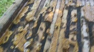 Использование москитной сетки для сбора прополиса.