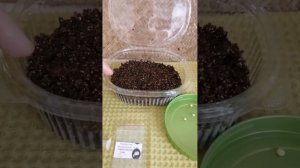 Выращивание ранункулюса из семян, 2024 год, Омск. Видео #1.