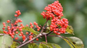 Бузина красная (Sambucus racemosa) | ЭНЦИКЛОПЕДИЯ РАСТЕНИЙ