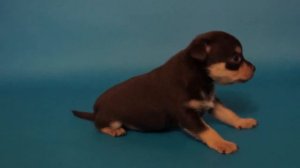 Коричнево-подпалый русский той терьер продается