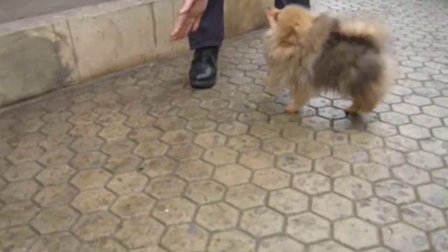 Шпиц миниатюрный, мальчик смотреть онлайн