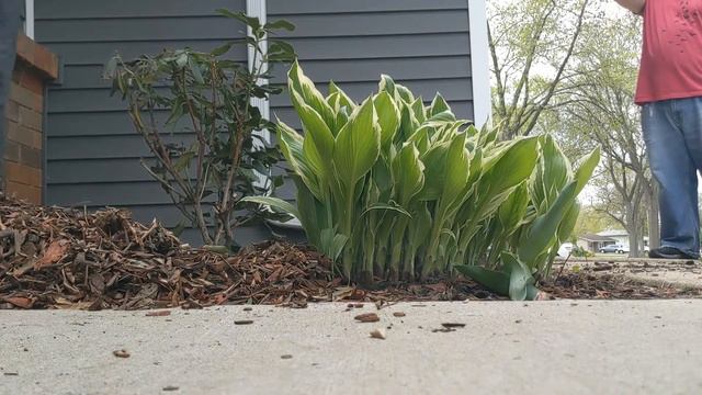 Replanting the Rhododendron 🌿 смотреть онлайн