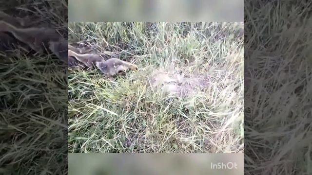 квочка с гусятами.(куры,гуси) смотреть онлайн