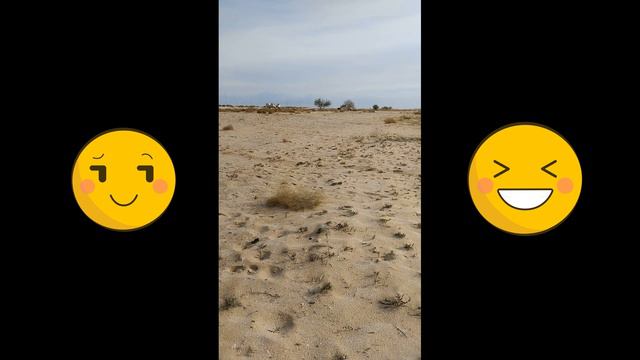 Верблюды на Каспийском море смотреть онлайн