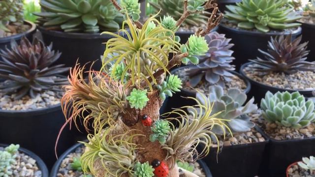 Fun Succulent Moments: Air Plants 'Tillandsia Ionantha' смотреть онлайн