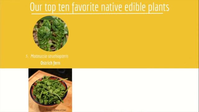 2021 Gardening Green Expo - Top 10 Native Edible Plants by Blue Stem Natives смотреть онлайн